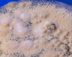 Nannizzia (N.) incurvata Abb. 1 b