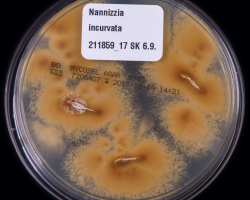 Nannizzia (N.) incurvata Abb. 2 c