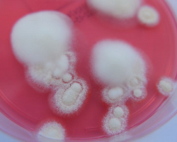 Arthroderma crocatum Abb. 1