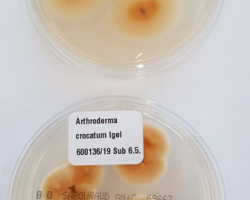 Arthroderma crocatum Abb. 2 c