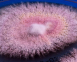 Arthroderma ciferrii Abb. 1