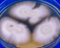 Trichophyton indotineae Abb. 1