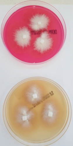Trichophyton indotineae Abb. 3 e