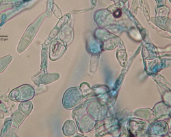 Nannizzia (N.) praecox Abb. 4 c