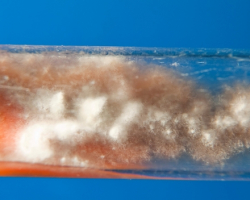 Arthroderma thuringiensis Abb. 1