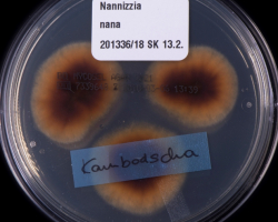 Nannizzia nana Abb. 2 c