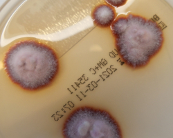 Arthroderma onychocola Abb. 2 b