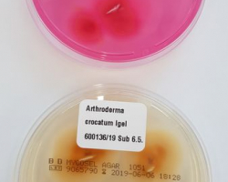 Arthroderma crocatum Abb. 2 e