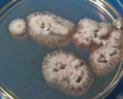 Arthroderma thuringiensis Abb. 2 a