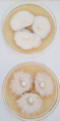 Trichophyton indotineae Abb. 3 c