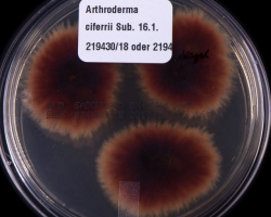 Arthroderma ciferrii Abb. 2 c