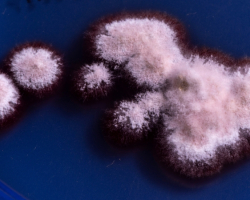 Arthroderma onychocola Abb. 2 d