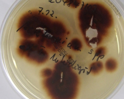 Arthroderma thuringiensis Abb. 2 b