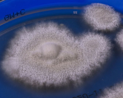 Trichophyton indotineae Abb. 3 a