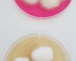 Arthroderma crocatum Abb. 2 d