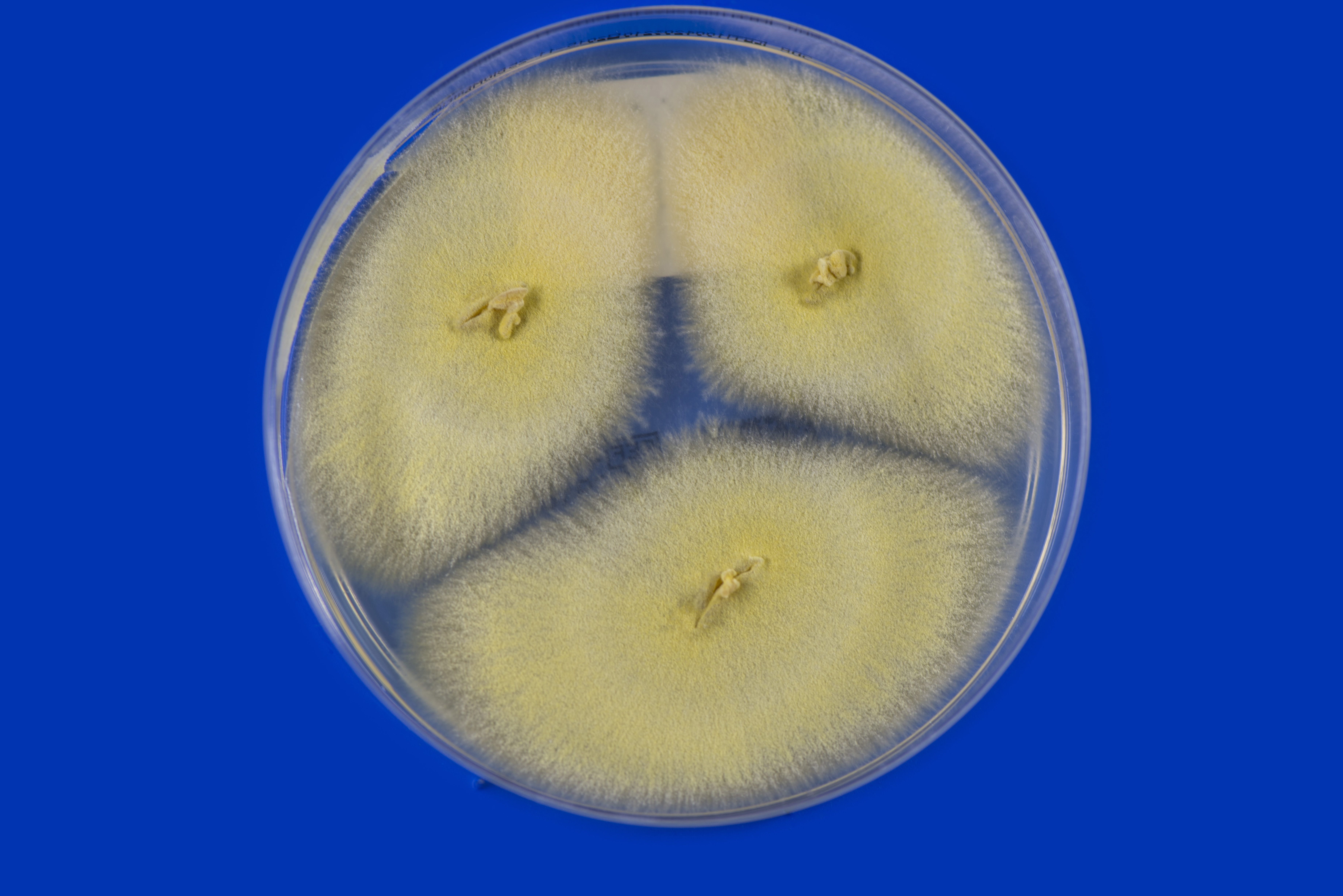 Nannizzia (N.) praecox Abb. 2 a