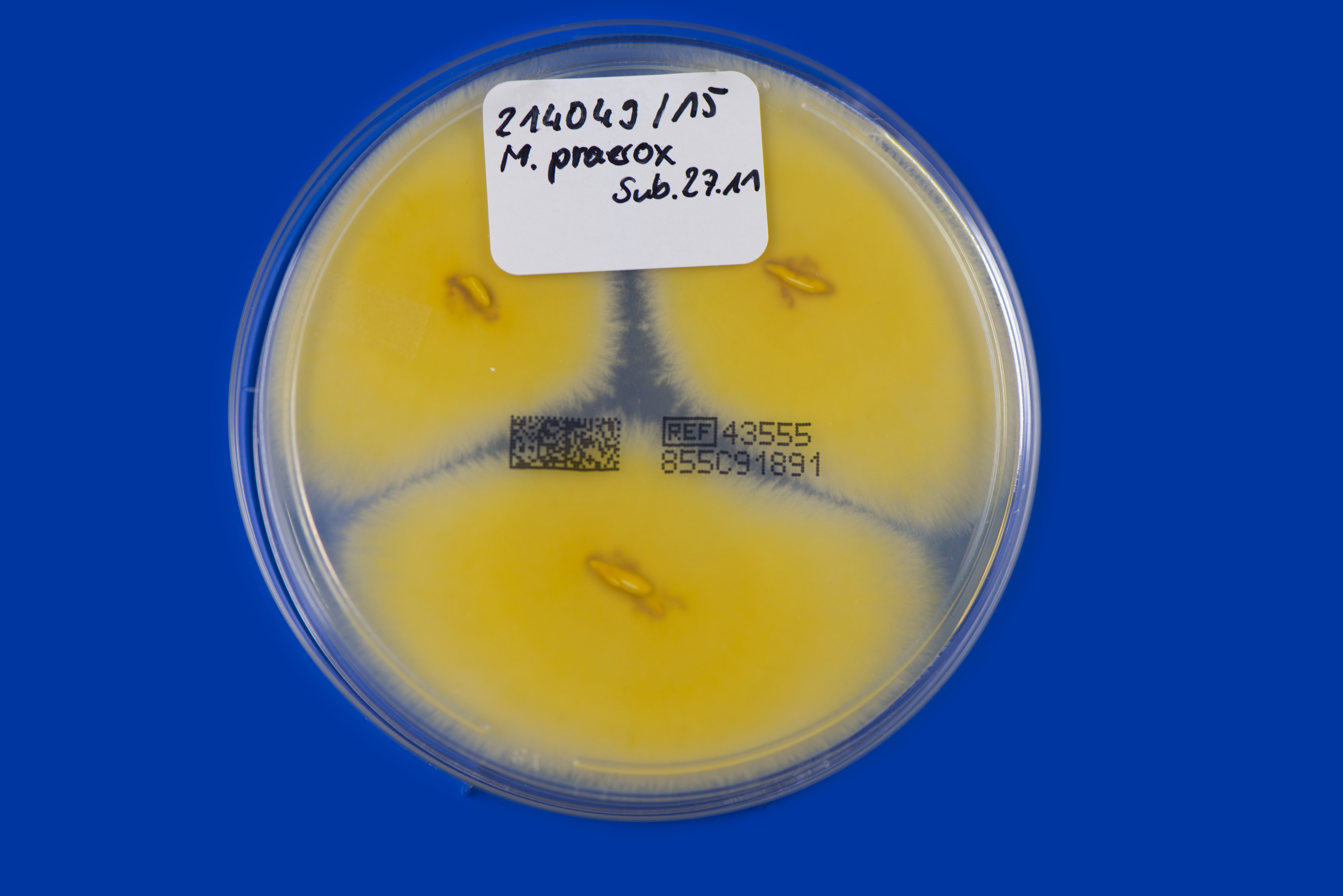Nannizzia (N.) praecox Abb. 2 b
