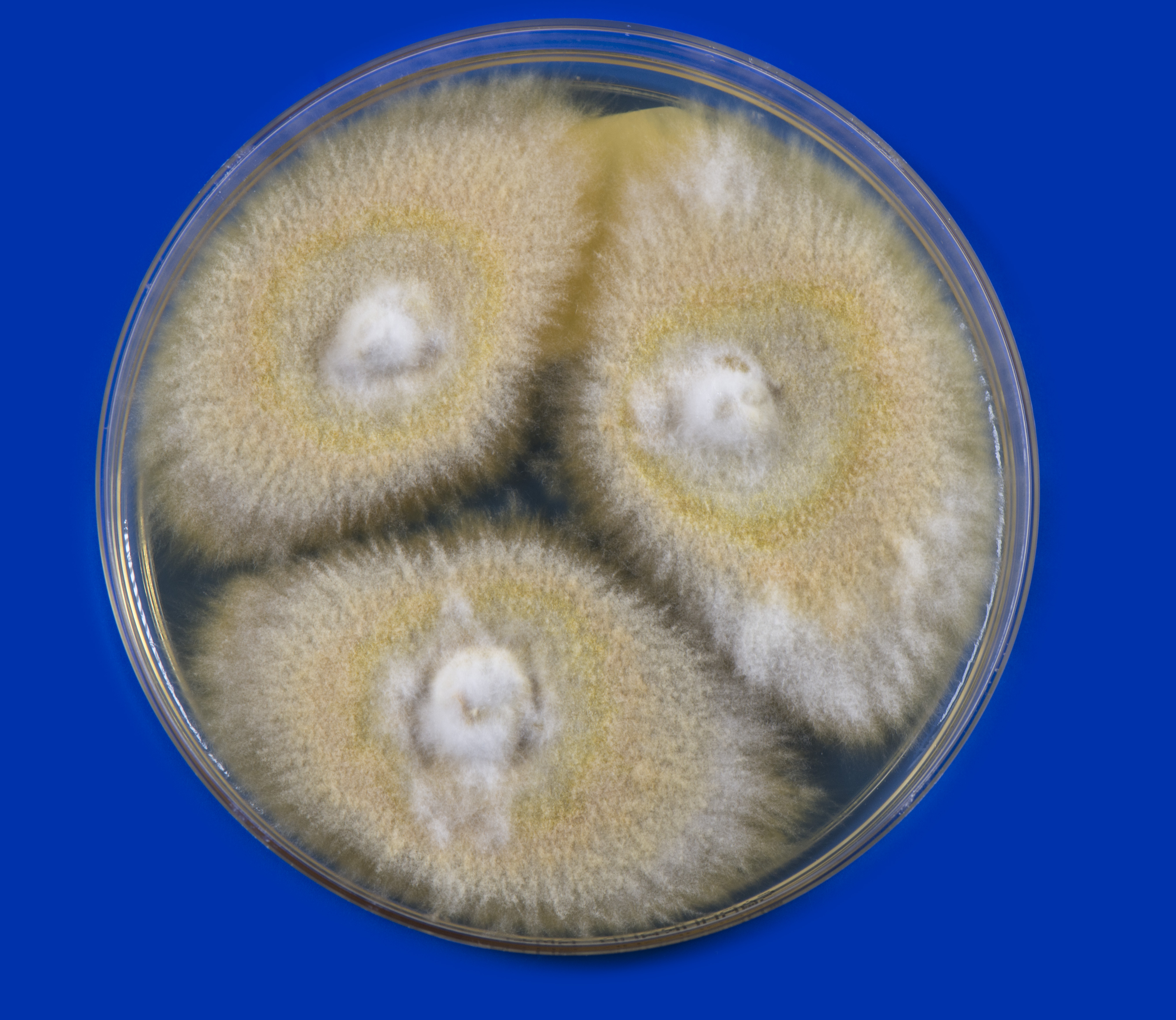 Nannizzia (N.) praecox Abb. 2 c